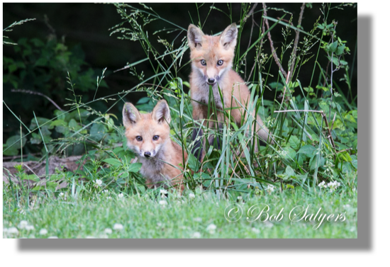 Fox Kits